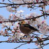 サクラとシメ