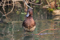 メジロガモ♂幼鳥