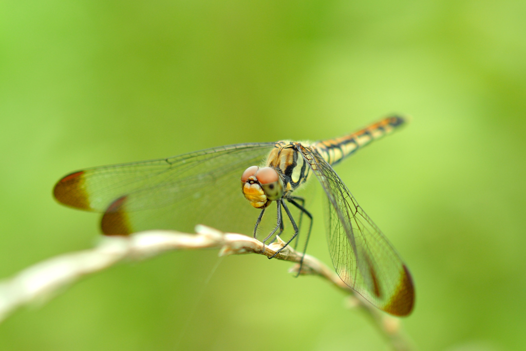 リスアカネ♀