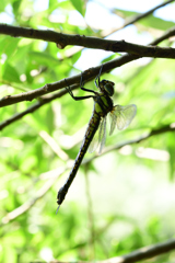 ネアカヨシヤンマ♀