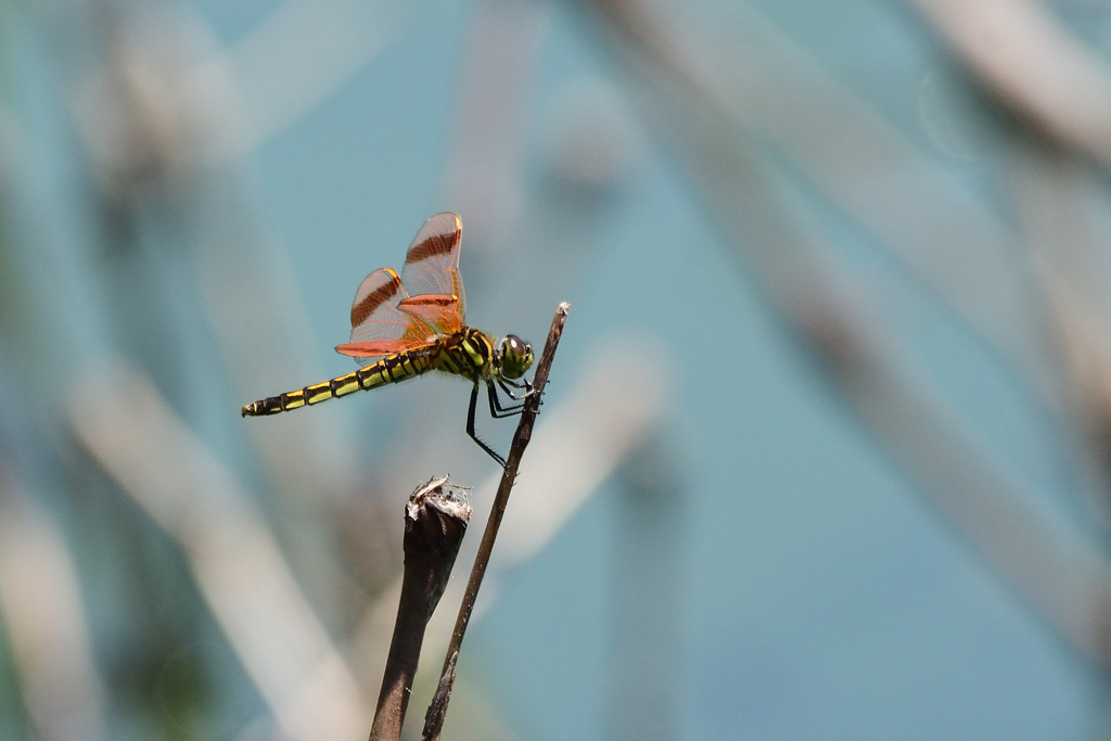 オビ型♀