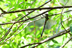 ネアカヨシヤンマ♀