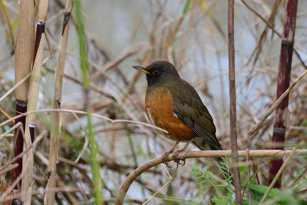 オオアカハラ♂成鳥