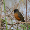 オオアカハラ♂成鳥