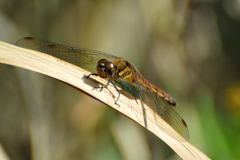 アキアカネ♀