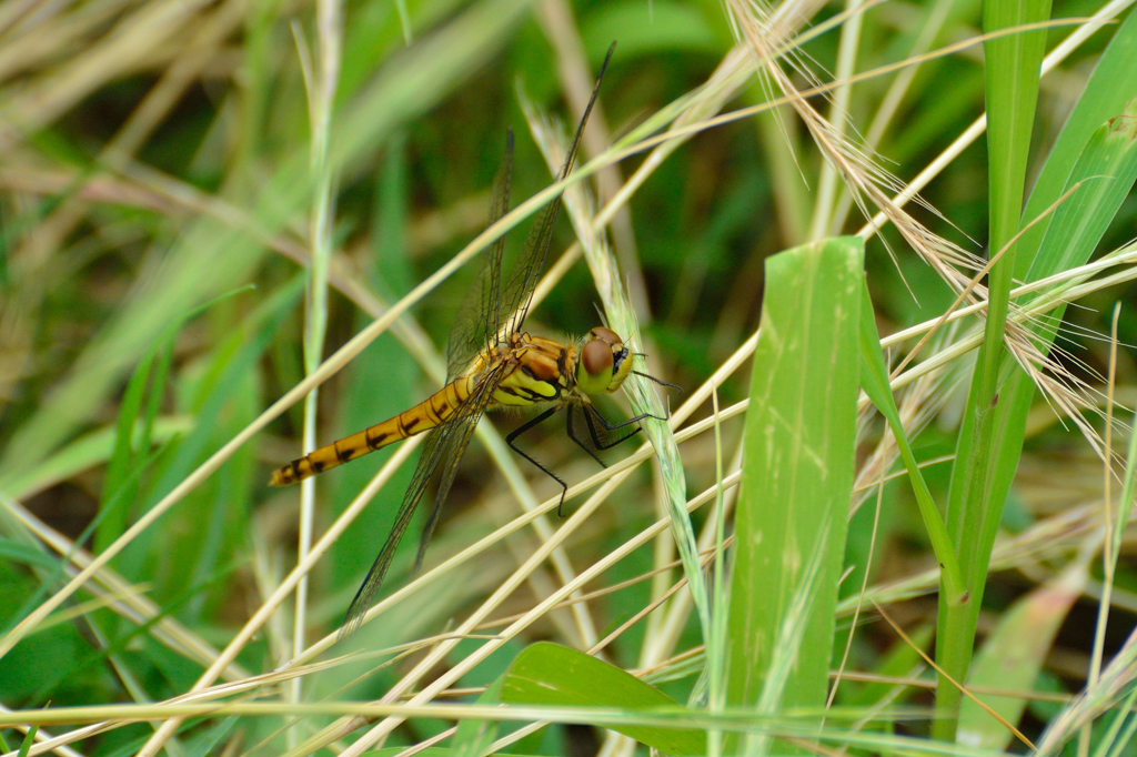 アキアカネ♀
