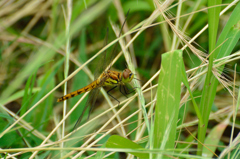 アキアカネ♀