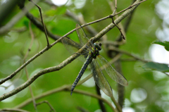 ネアカヨシヤンマ♀