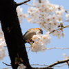 ニュウナイスズメ