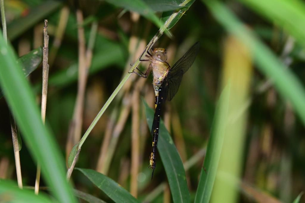 カトリヤンマ♀テネラル