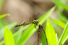 リスアカネ♀