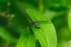 フタスジサナエ♀