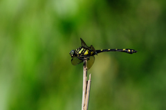 タイワンウチワヤンマ♀