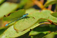 autumn blue