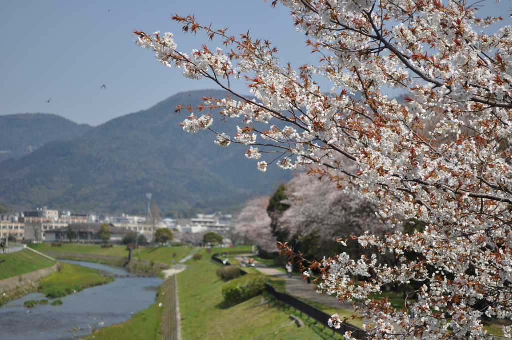山科川の春
