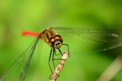 マユタテアカネ♂