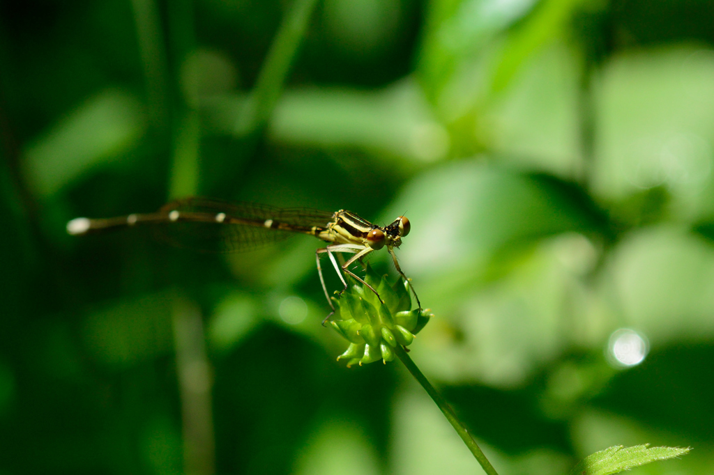 グンバイトンボ未熟♂