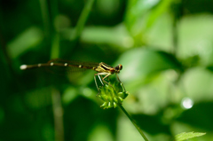 グンバイトンボ未熟♂