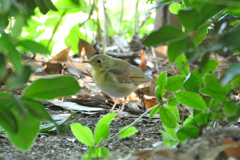 コルリ♀