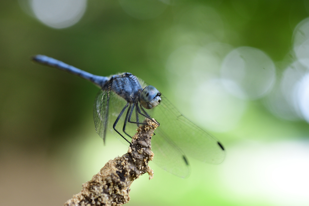 ナニワトンボ By Moz Id 写真共有サイト Photohito