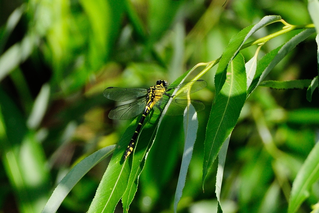 【同定依頼】オオサカサナエ♀！？
