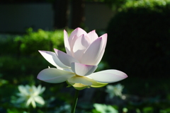 蓮