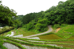 棚田