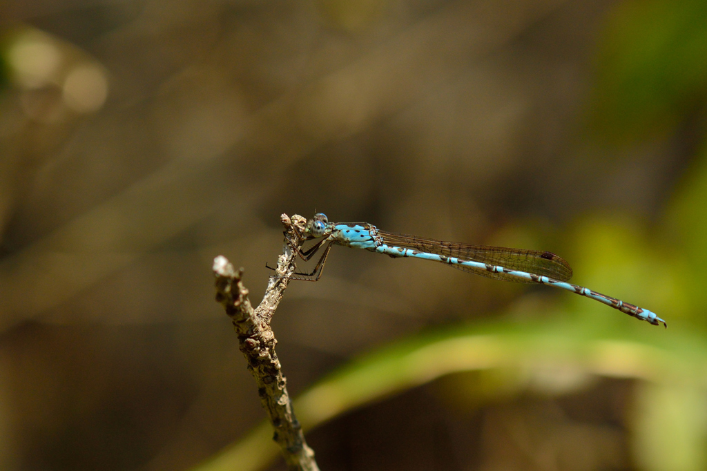 ホソミオツネントンボ♂