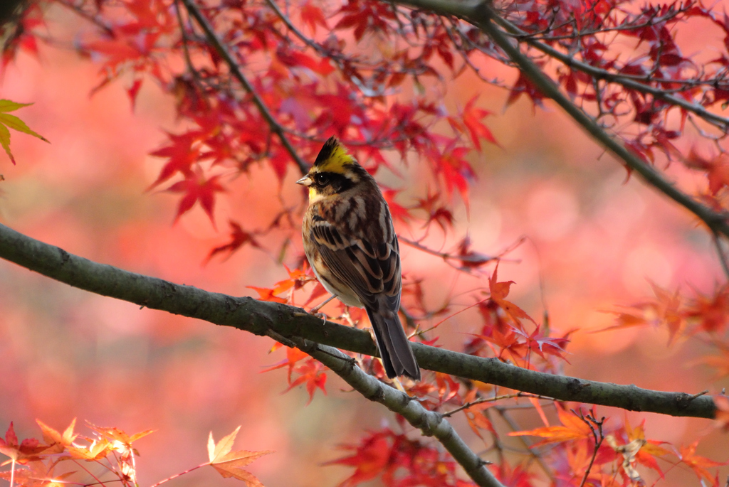 深山に萌ゆる