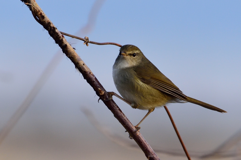 春告鳥 By Moz Id 写真共有サイト Photohito