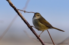 春告鳥
