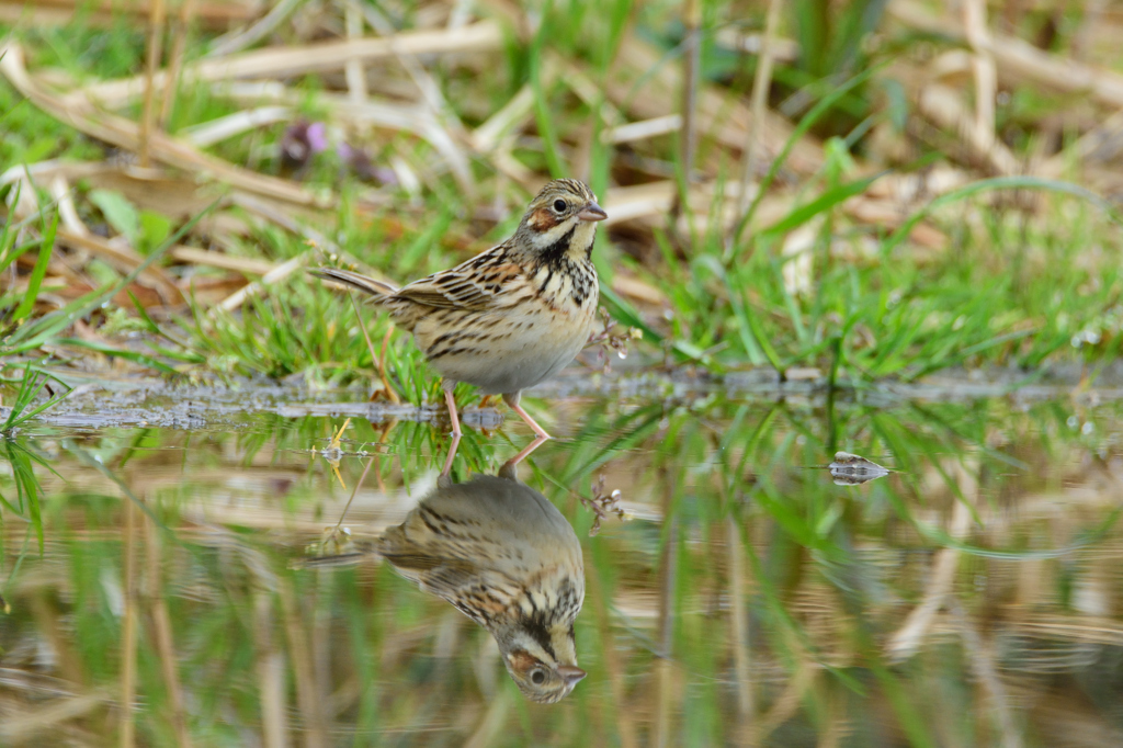 ホオアカの水鏡