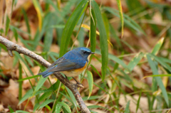 blue bird