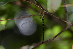 カトリヤンマ♀