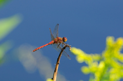 タイリクアカネ♂
