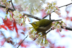 冬桜とメジロ