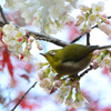 冬桜とメジロ