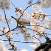 ニュウナイスズメ