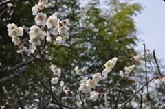 白梅と竹