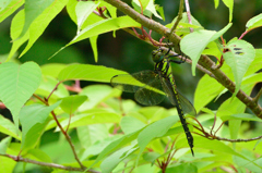 ネアカヨシヤンマ♀