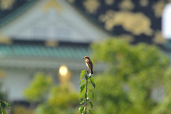 お城のノビタキ