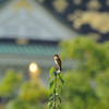 お城のノビタキ