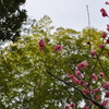 紅梅と竹