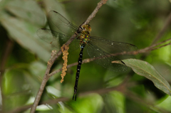 カトリヤンマ♀