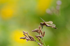 ナツアカネ♀