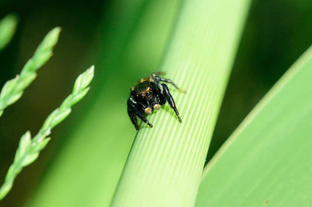 spider