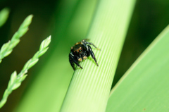 spider