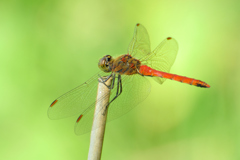 アキアカネ♂