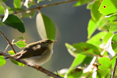 warbler