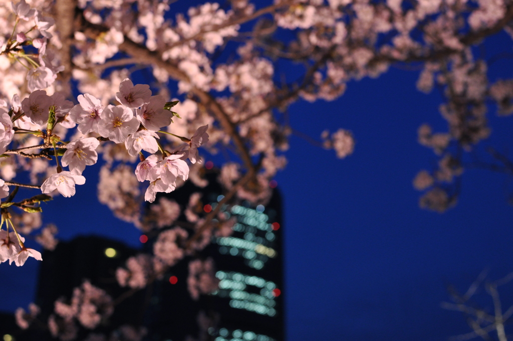 大川の夜桜